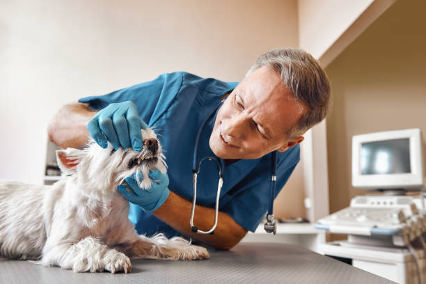 Best Emergency Dental Services for Seniors in Cherryvale, SC